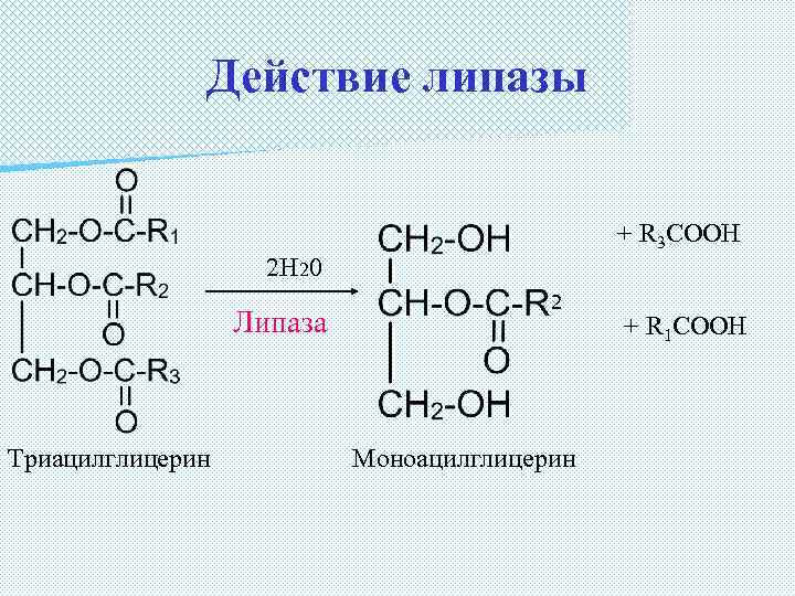 Действие липазы + R 3 COOH 2 Н 20 Липаза Триацилглицерин 2 Моноацилглицерин +