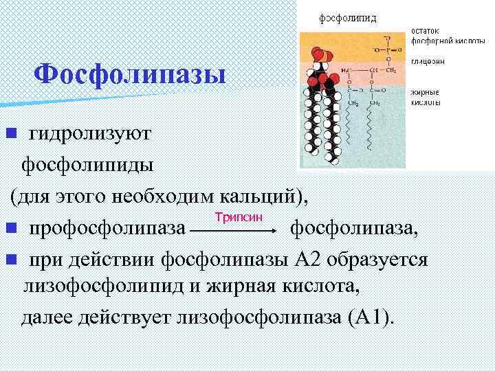 Фосфолипазы гидролизуют фосфолипиды (для этого необходим кальций), Трипсин n профосфолипаза, n при действии фосфолипазы