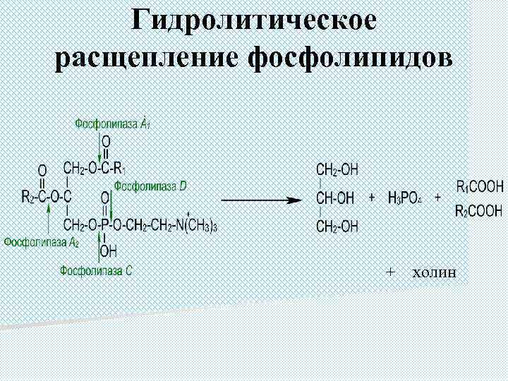 Гидролитическое расщепление фосфолипидов + холин 