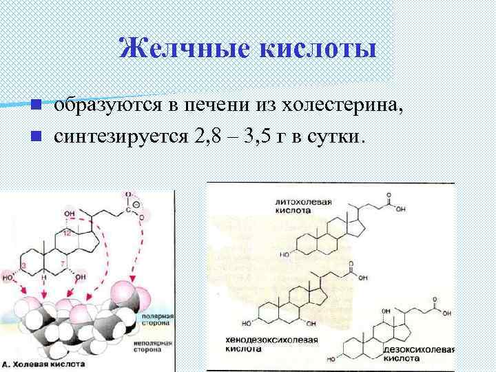 Желчные кислоты образуются в печени из холестерина, n синтезируется 2, 8 – 3, 5