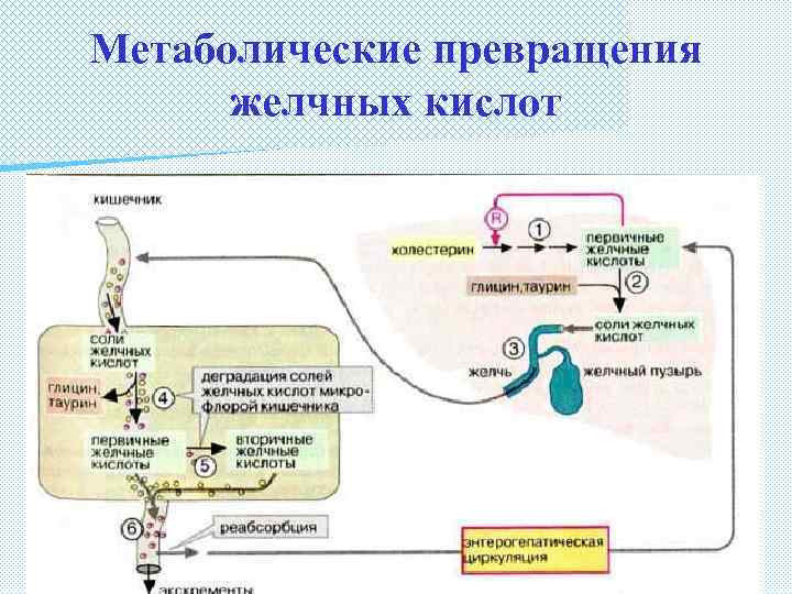 Метаболические превращения желчных кислот 