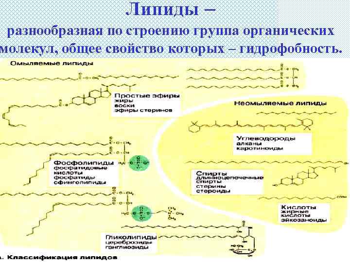 Липиды – разнообразная по строению группа органических молекул, общее свойство которых – гидрофобность. 