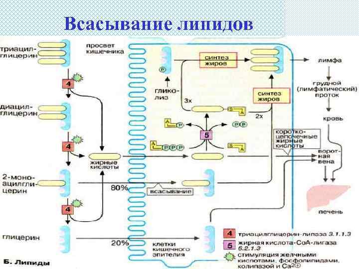 Всасывание липидов 