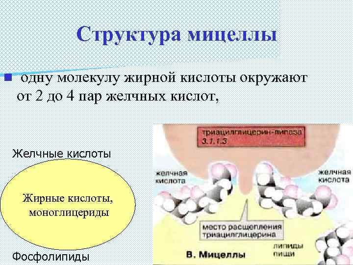 Структура мицеллы n одну молекулу жирной кислоты окружают от 2 до 4 пар желчных