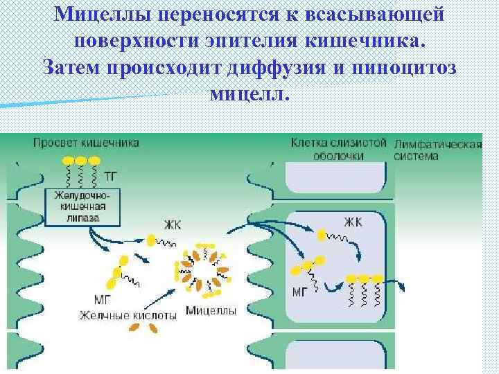 Мицеллы переносятся к всасывающей поверхности эпителия кишечника. Затем происходит диффузия и пиноцитоз мицелл. 