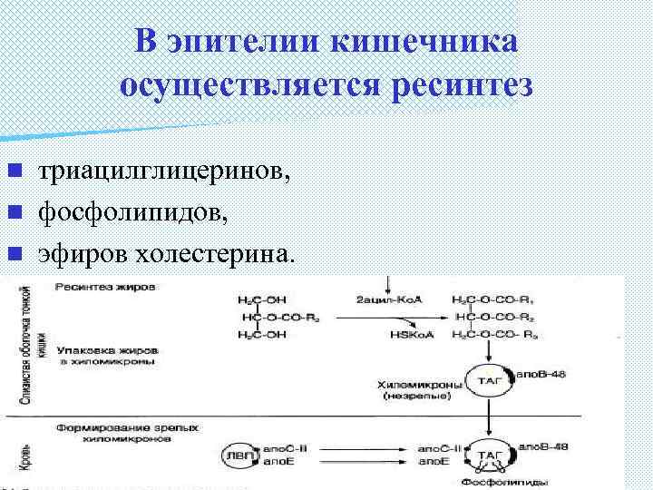 В эпителии кишечника осуществляется ресинтез триацилглицеринов, n фосфолипидов, n эфиров холестерина. n 