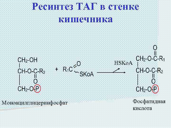 Ресинтез ТАГ в стенке кишечника HSKo. A Моноацилглицеринфосфат Фосфатидная кислота 