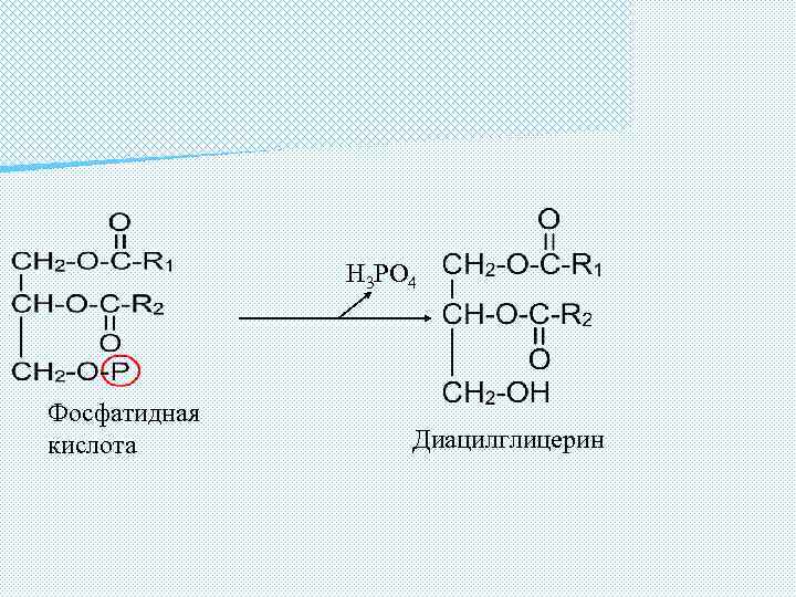 H 3 PO 4 Фосфатидная кислота Диацилглицерин 