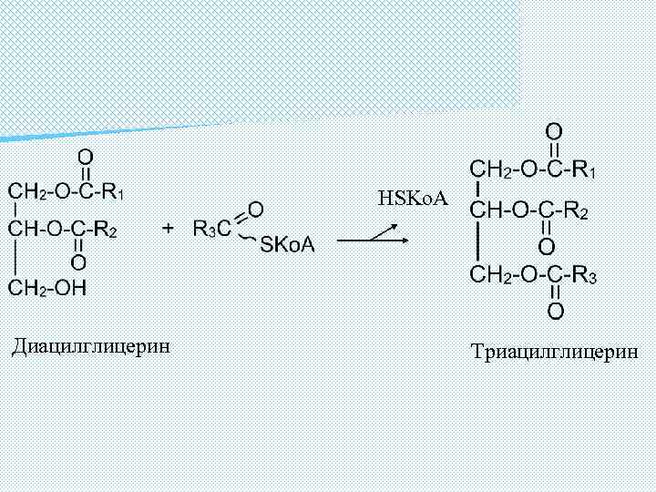 HSKo. A Диацилглицерин Триацилглицерин 