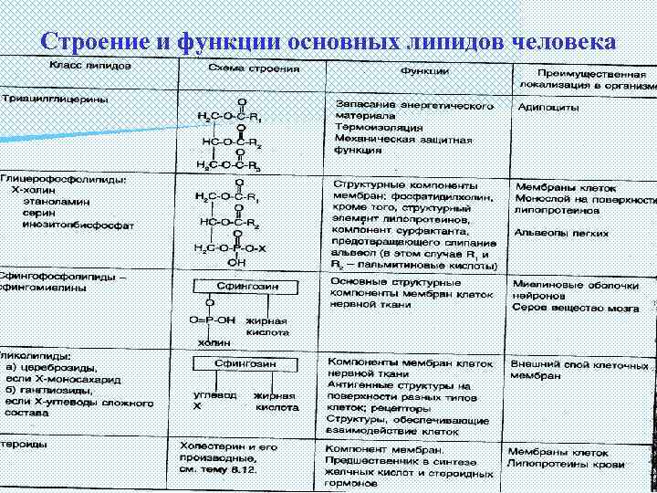 Строение и функции основных липидов человека 