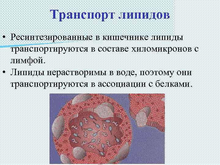 Транспорт липидов • Ресинтезированные в кишечнике липиды транспортируются в составе хиломикронов с лимфой. •