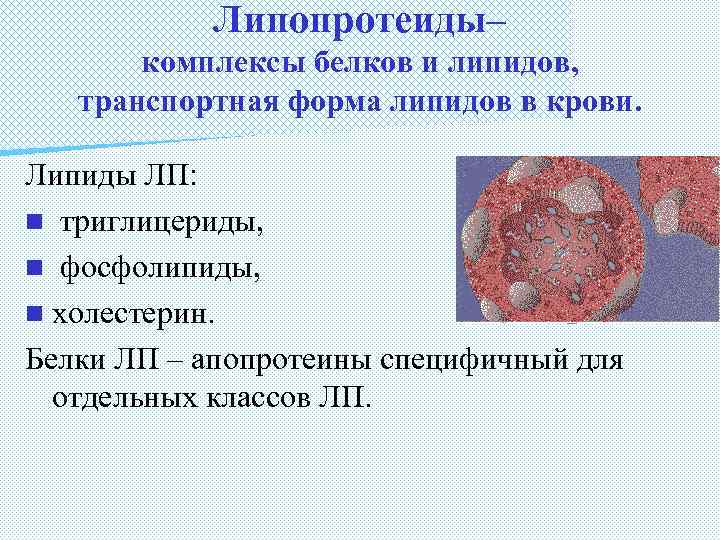 Липопротеиды– комплексы белков и липидов, транспортная форма липидов в крови. Липиды ЛП: n триглицериды,