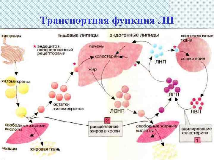 Транспортная функция ЛП 