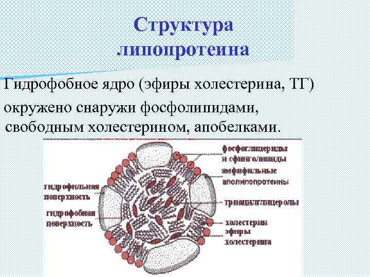 Структура липопротеина Гидрофобное ядро (эфиры холестерина, ТГ) окружено снаружи фосфолипидами, свободным холестерином, апобелками. 