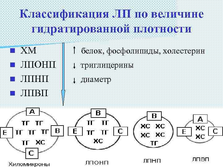 Классификация ЛП по величине гидратированной плотности ХМ n ЛПОНП n ЛПВП n белок, фосфолипиды,