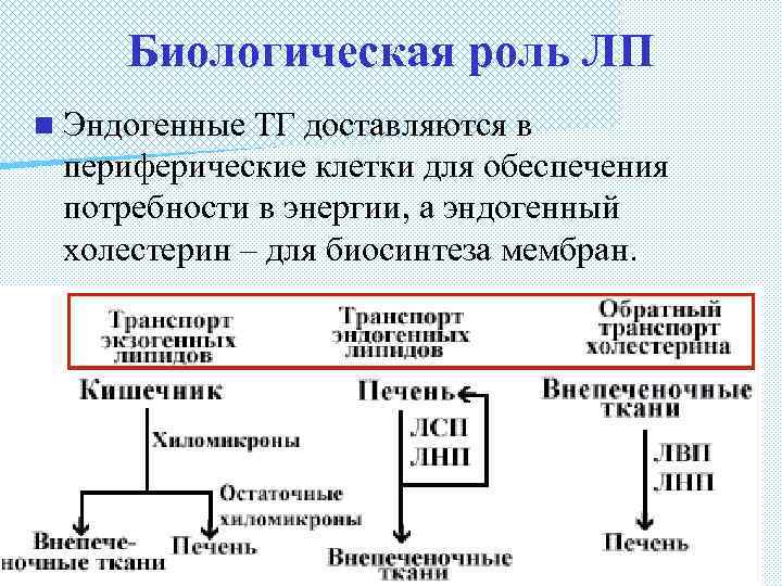 Биологическая роль ЛП n Эндогенные ТГ доставляются в периферические клетки для обеспечения потребности в