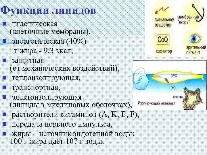 Функции липидов n n n n n пластическая (клеточные мембраны), энергетическая (40%) 1 г