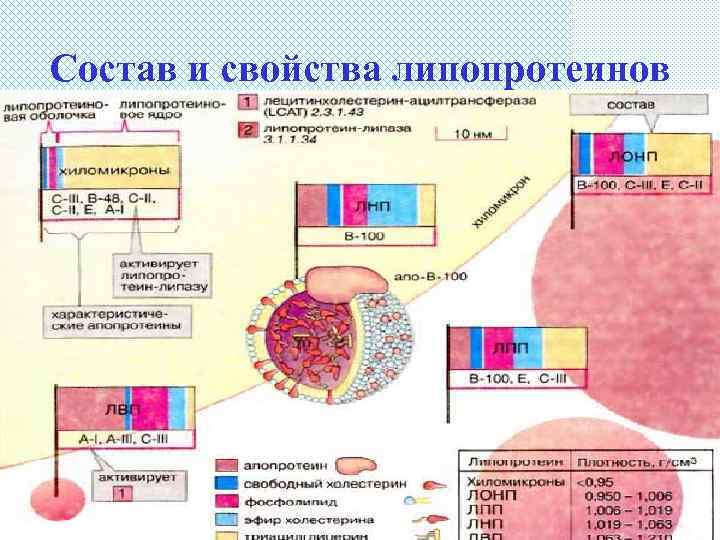 Состав и свойства липопротеинов 