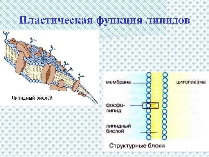 Пластическая функция липидов 