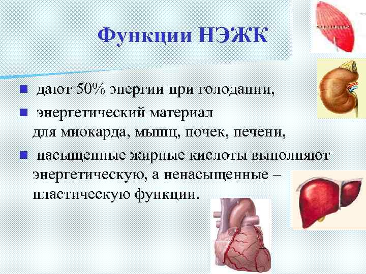 Функции НЭЖК дают 50% энергии при голодании, n энергетический материал для миокарда, мышц, почек,