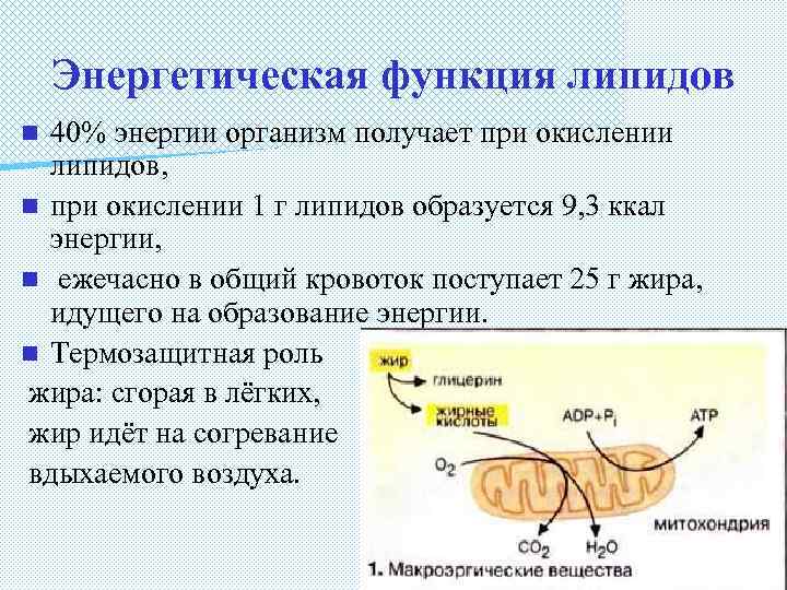 Энергетическая функция липидов 40% энергии организм получает при окислении липидов, n при окислении 1