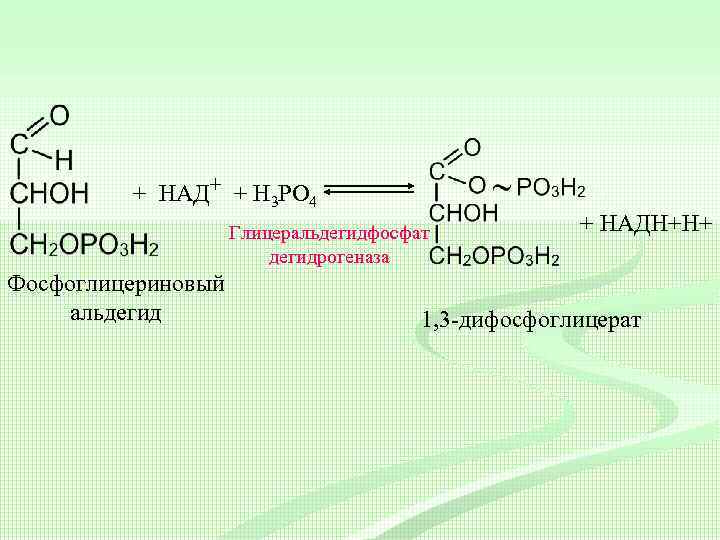 + НАД+ + H 3 PO 4 Глицеральдегидфосфат дегидрогеназа Фосфоглицериновый альдегид + НАДН+Н+ 1,