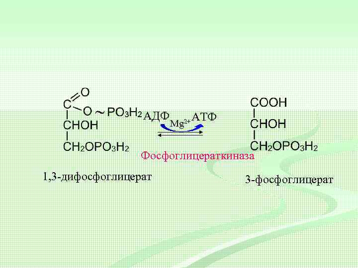 АДФ Mg 2+ АТФ Фосфоглицераткиназа 1, 3 -дифосфоглицерат 3 -фосфоглицерат 