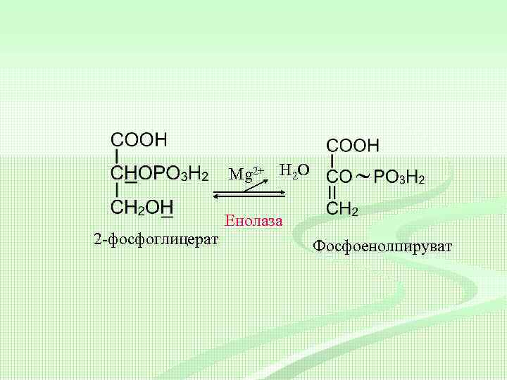 Mg 2+ Н 2 О 2 -фосфоглицерат Енолаза Фосфоенолпируват 