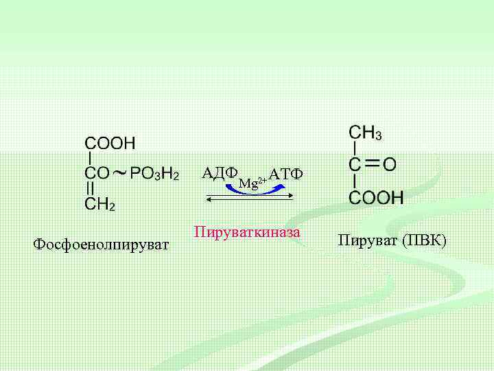 Пируват атф. ПВК пируват. Фосфоенолпируват  пировиноградная кислота.. Пирувата в фосфоенолпируват. Фосфоенолпируват + АДФ → пируват + АТФ.