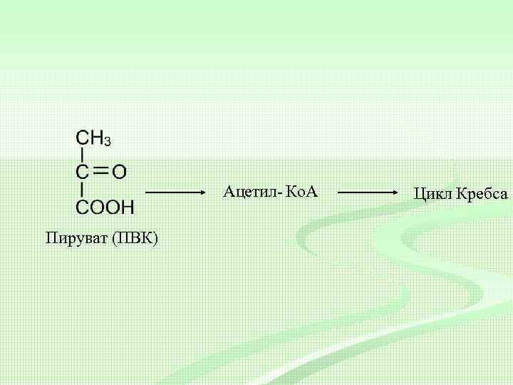 Ацетил- Ко. А Пируват (ПВК) Цикл Кребса 