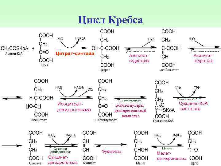 Цикл Кребса Цитрат-синтаза Изоцитратдегидрогеназа Аконитатгидратаза α-Кетоглутарат дегидрогеназный комплекс Фумараза Сукцинатдегидрогеназа Аконитатгидратаза Сукцинил-Ко. А -синтетаза