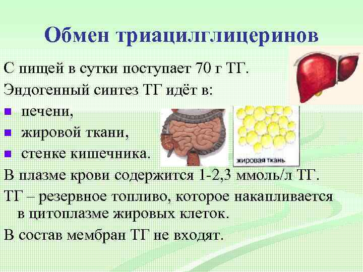 Обмен триацилглицеринов С пищей в сутки поступает 70 г ТГ. Эндогенный синтез ТГ идёт
