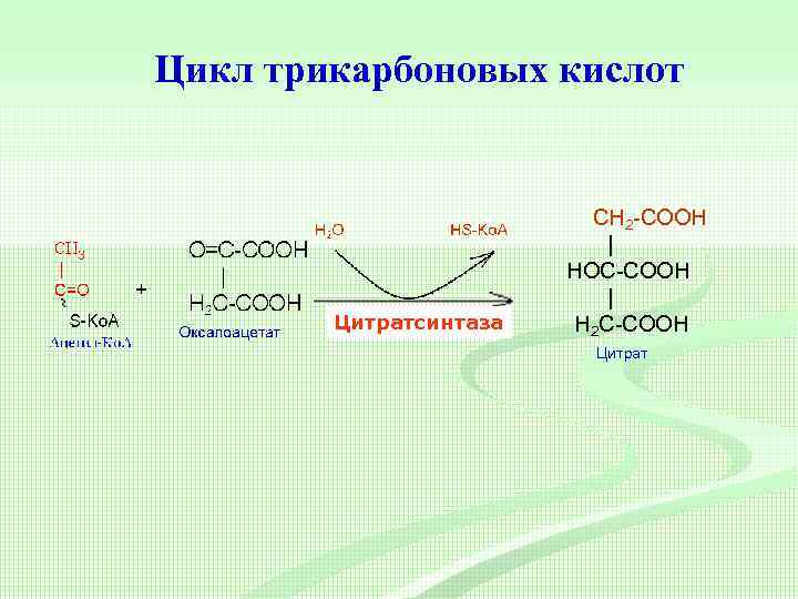 Цикл трикарбоновых кислот Цитратсинтаза CH 2 -COOH | HOC-COOH | H 2 C-COOH Цитрат