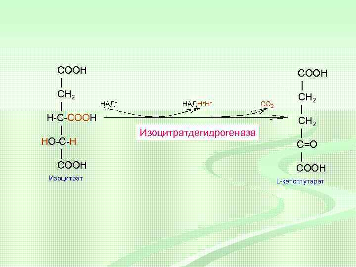 COOH | CH 2 | H-C-COOH | HO-C-H | COOH Изоцитрат НАД+ НАДН+Н+ Изоцитратдегидрогеназа