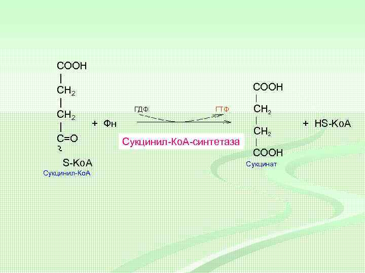 COOH | CH 2 | ГДФ ГТФ СН 2 + Фн | C=O Сукцинил-Ко.