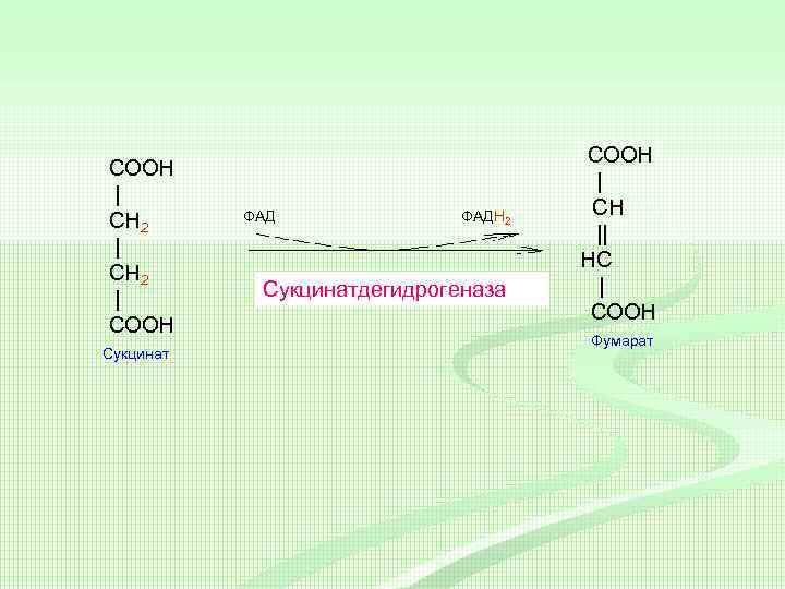 COOH | CH 2 | СН 2 | COOH Сукцинат ФАДН 2 Сукцинатдегидрогеназа COOH