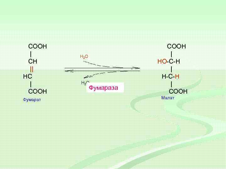 COOH | CH || HС | COOH Фумарат H 2 O Фумараза COOH |