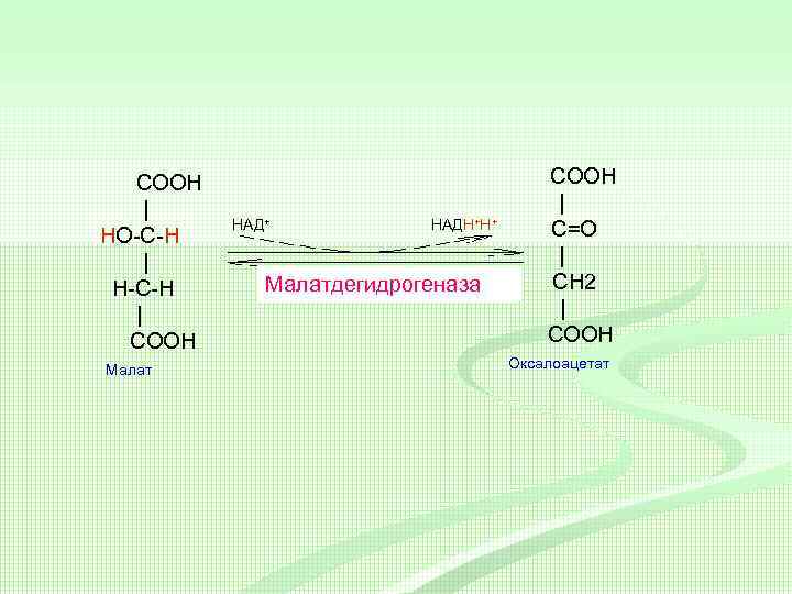 Над плюс. Малатдегидрогеназа. Малатдегидрогеназа биохимия. Малатдегидрогеназа катализирует. Малатдегидрогеназа реакция.