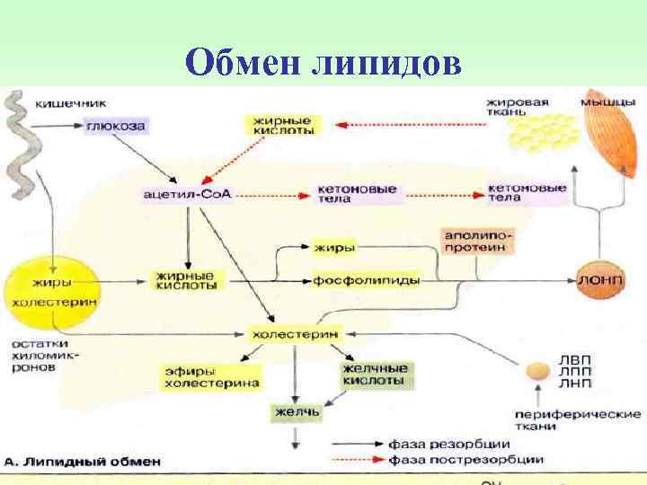 Обмен липидов 