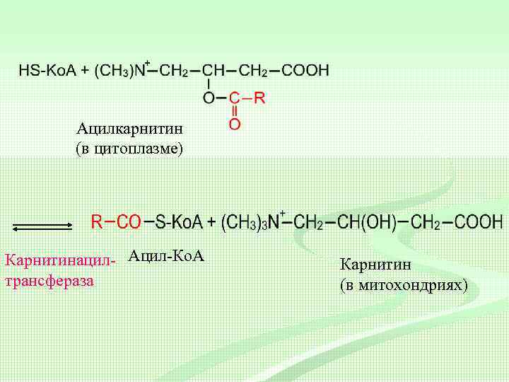 Ацилкарнитин (в цитоплазме) Карнитинацил- Ацил-Ко. А трансфераза Карнитин (в митохондриях) 
