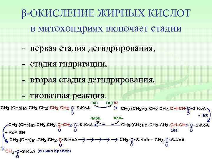 β-ОКИСЛЕНИЕ ЖИРНЫХ КИСЛОТ в митохондриях включает стадии - первая стадия дегидрирования, - стадия гидратации,