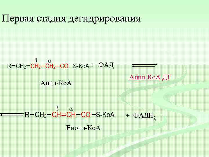 Первая стадия дегидрирования + ФАД Ацил-Ко. А ДГ + ФАДН 2 Еноил-Ко. А 