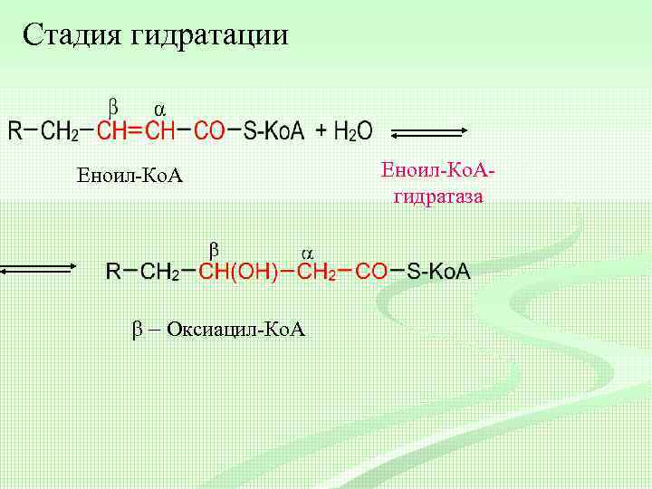 Стадия гидратации Еноил-Ко. А b - Оксиацил-Ко. А Еноил-Ко. Агидратаза 