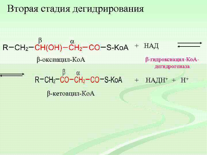 Вторая стадия дегидрирования + НАД β-оксиацил-Ко. А β-гидроксиацил-Ко. Адегидрогеназа + β-кетоацил-Ко. А НАДН+ +
