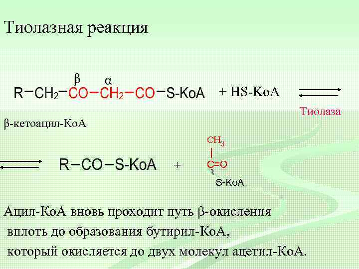 Тиолазная реакция + HS-Ko. A Тиолаза β-кетоацил-Ко. А + Ацил-Ко. А вновь проходит путь