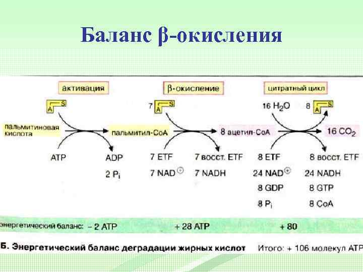 Баланс β-окисления 