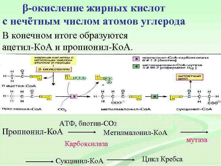 β-окисление жирных кислот с нечётным числом атомов углерода В конечном итоге образуются ацетил-Ко. А