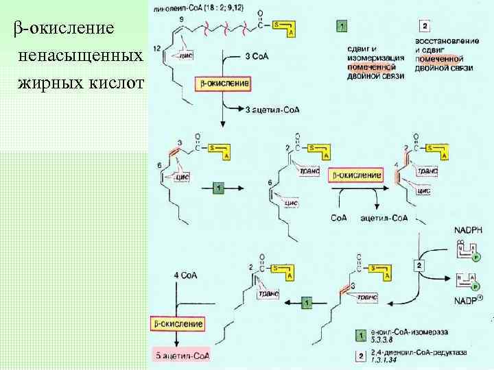 β-окисление ненасыщенных жирных кислот 