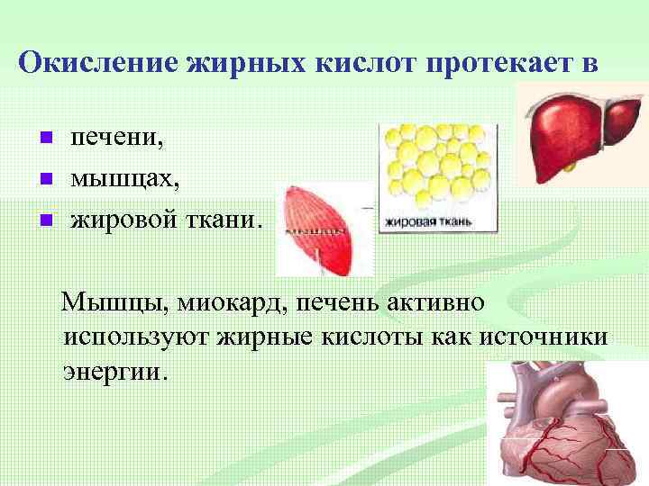 Окисление жирных кислот протекает в n n n печени, мышцах, жировой ткани. Мышцы, миокард,