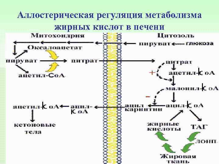 Аллостерическая регуляция метаболизма жирных кислот в печени 